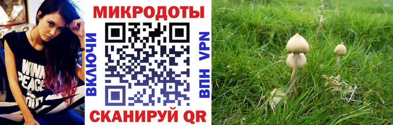 Псилоцибиновые грибы Psilocybe  Черепаново 